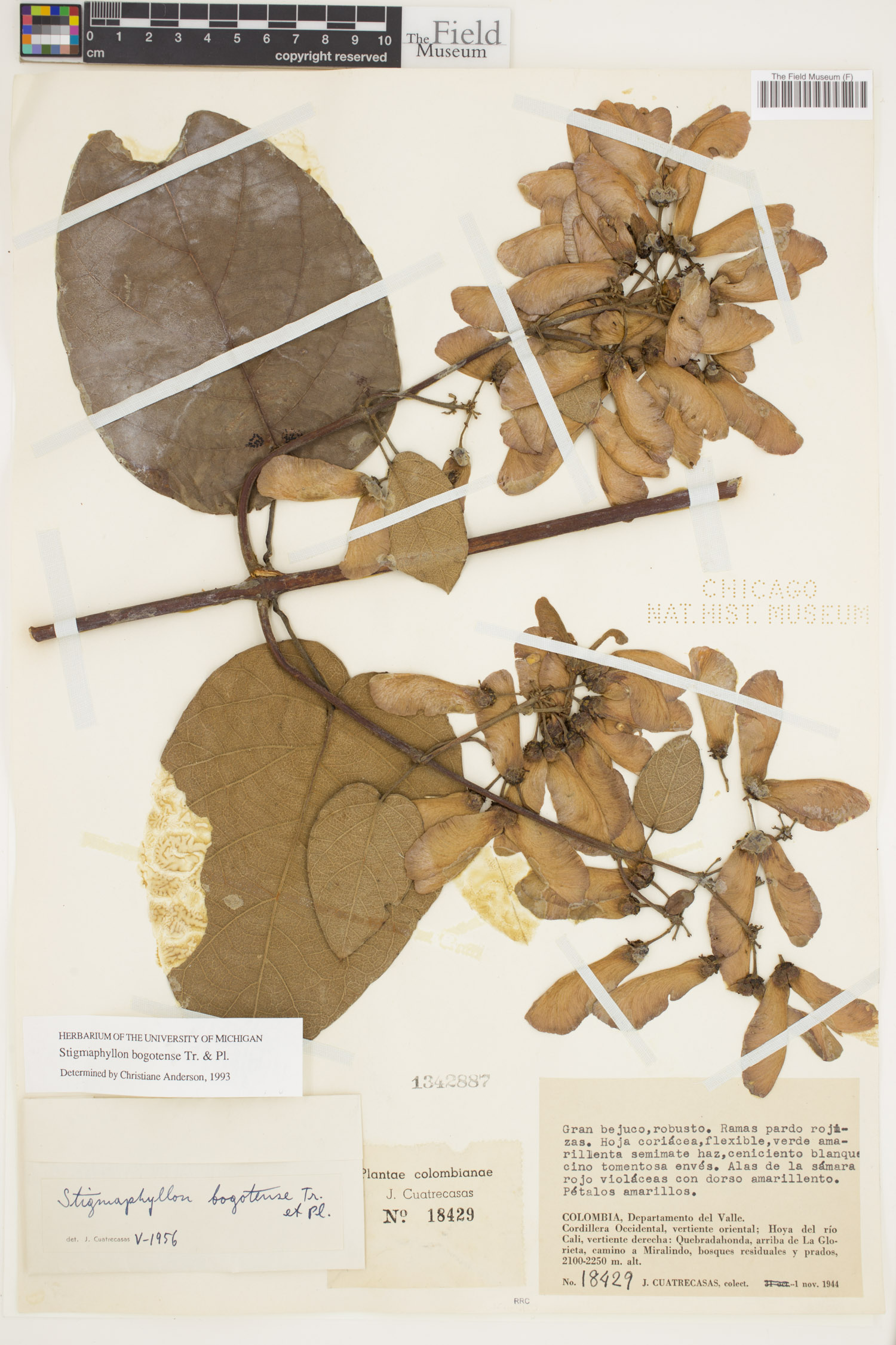 Stigmaphyllon bogotense image