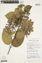 Tetrapterys magnifolia image