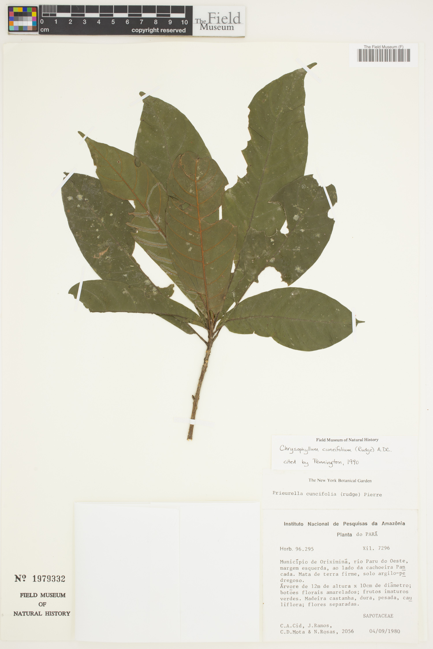 Chrysophyllum cuneifolium image