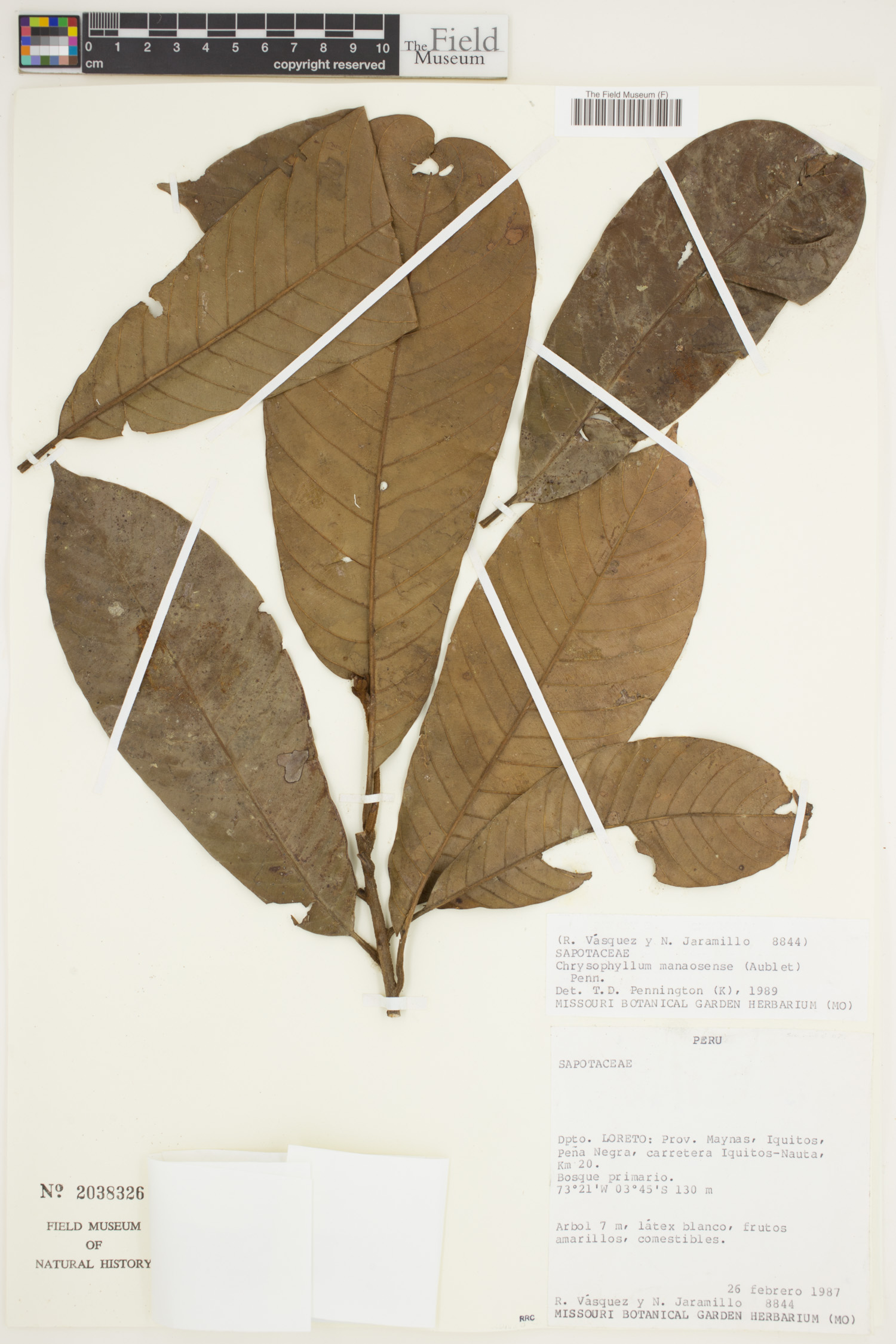 Chrysophyllum manaosense image