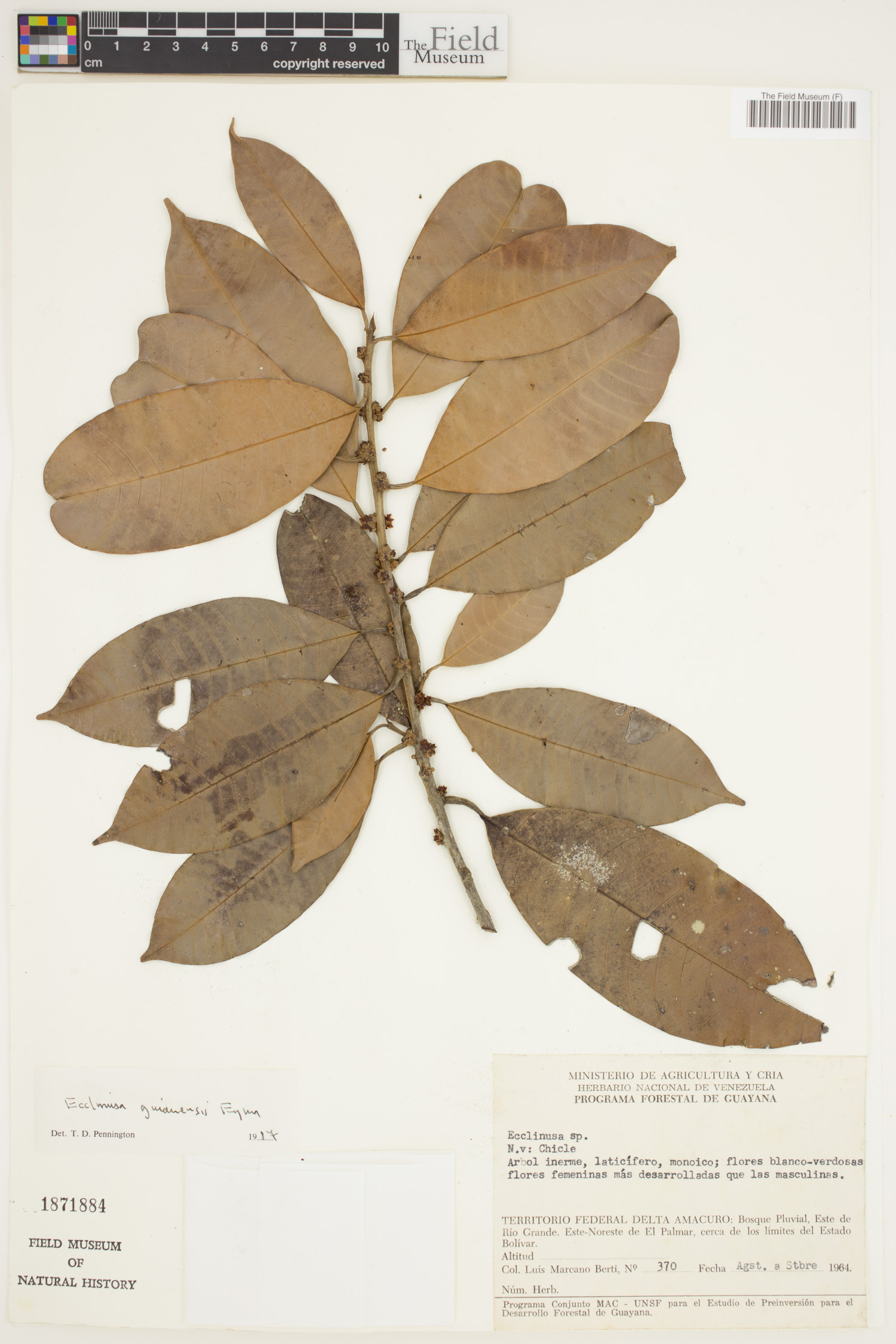 Ecclinusa guianensis image