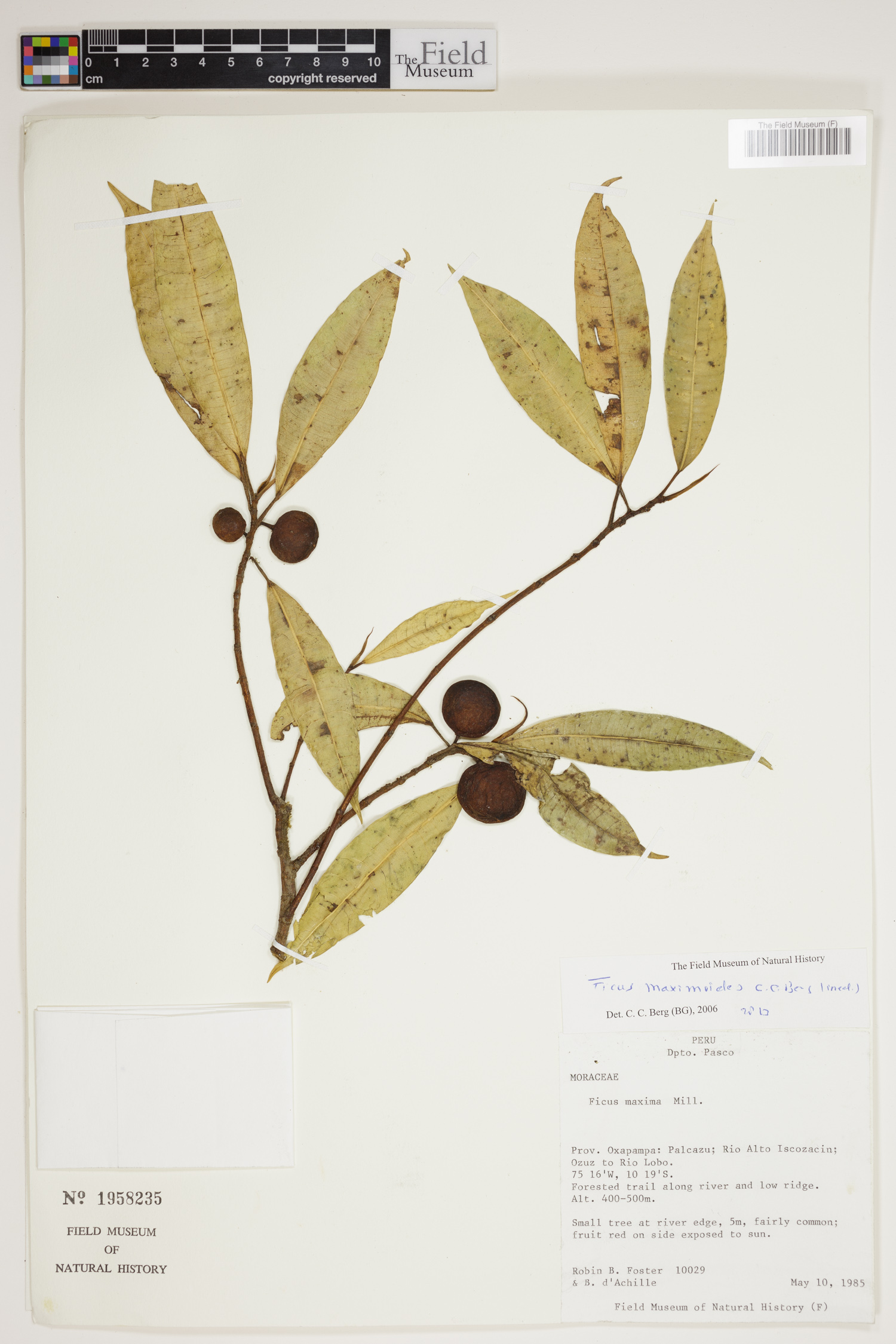 Ficus maximoides image