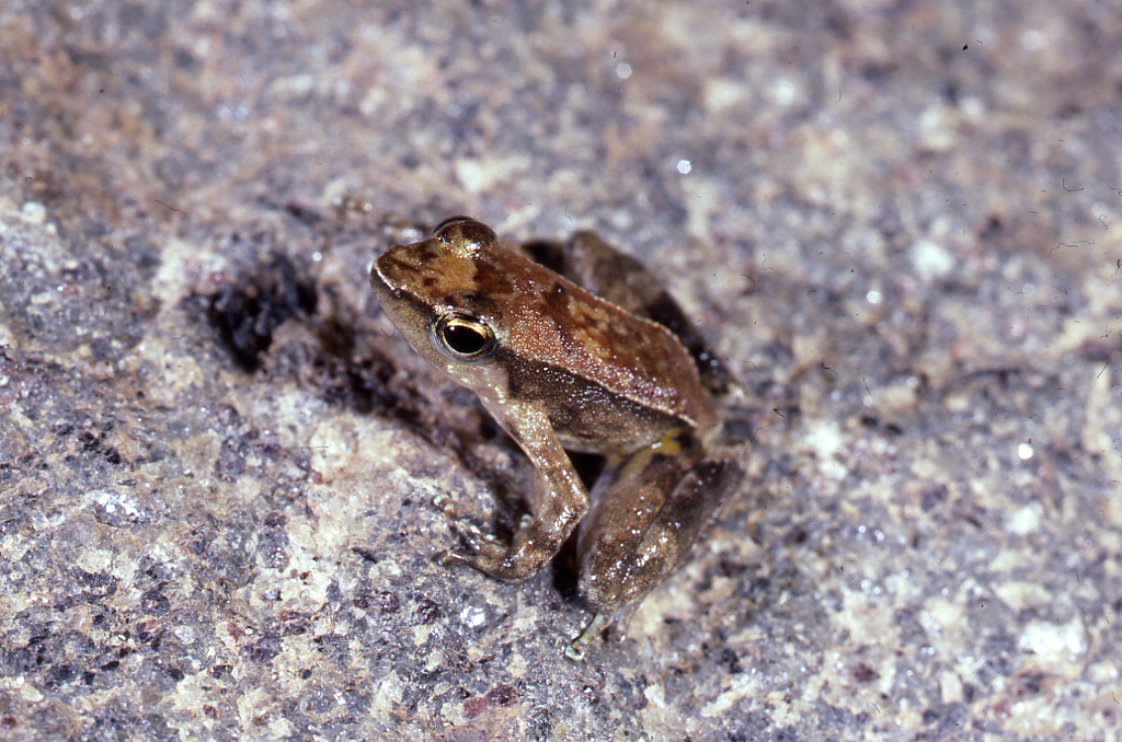 Micrixalus fuscus