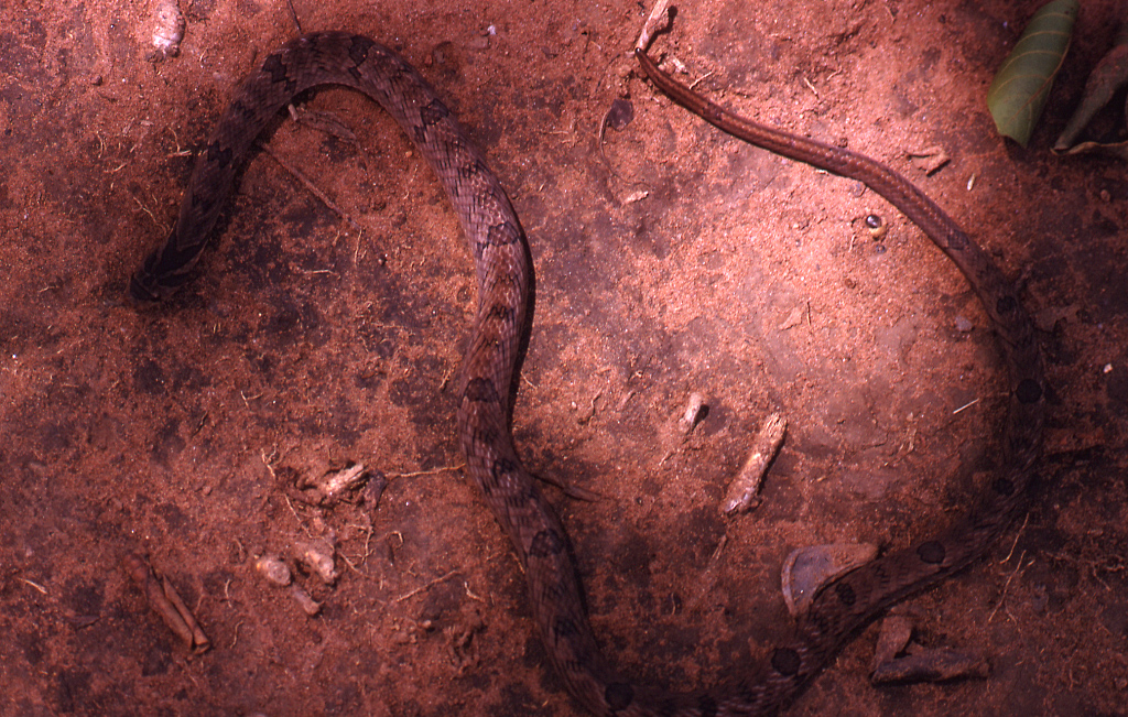 Oligodon cyclurus