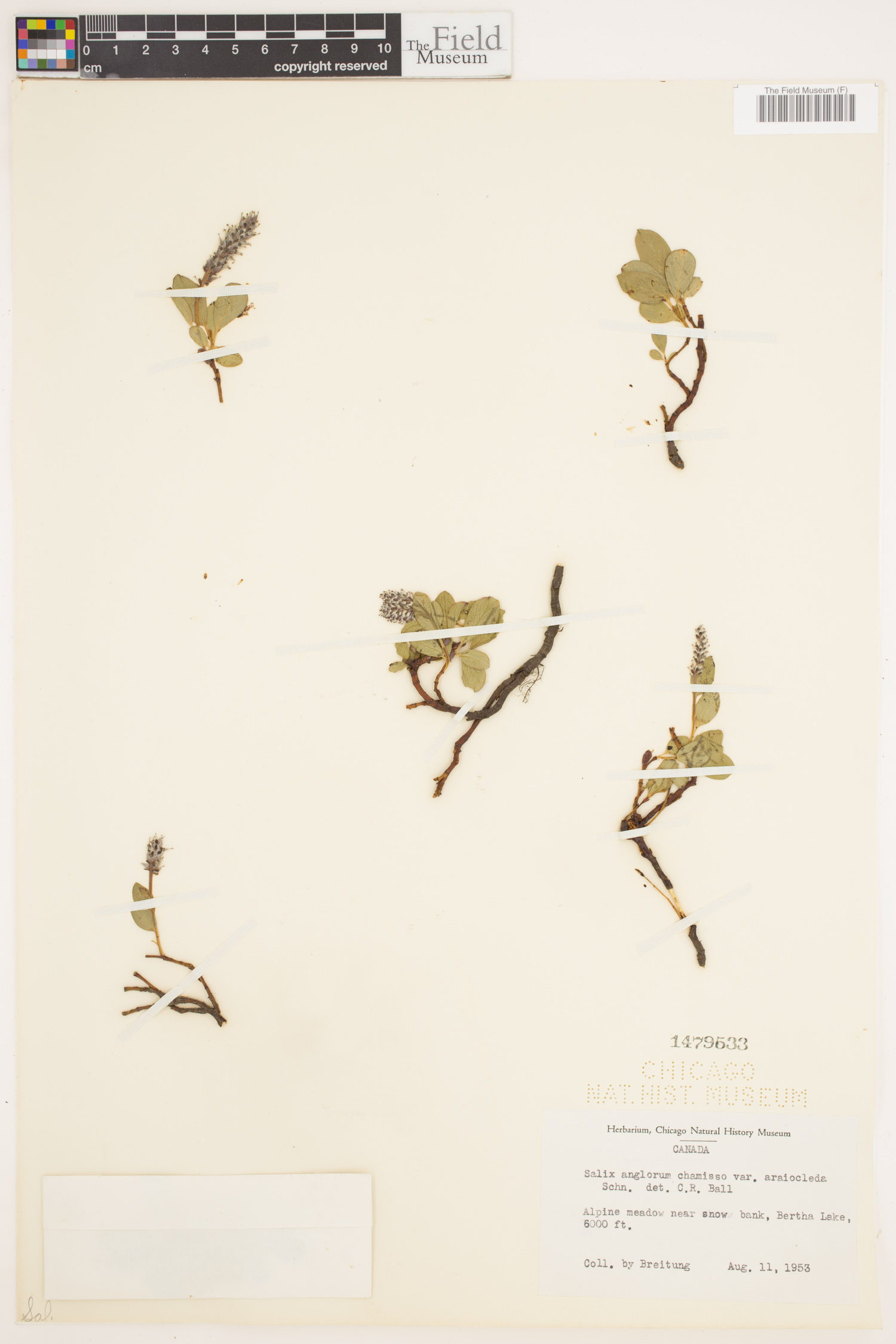 Salix anglorum image