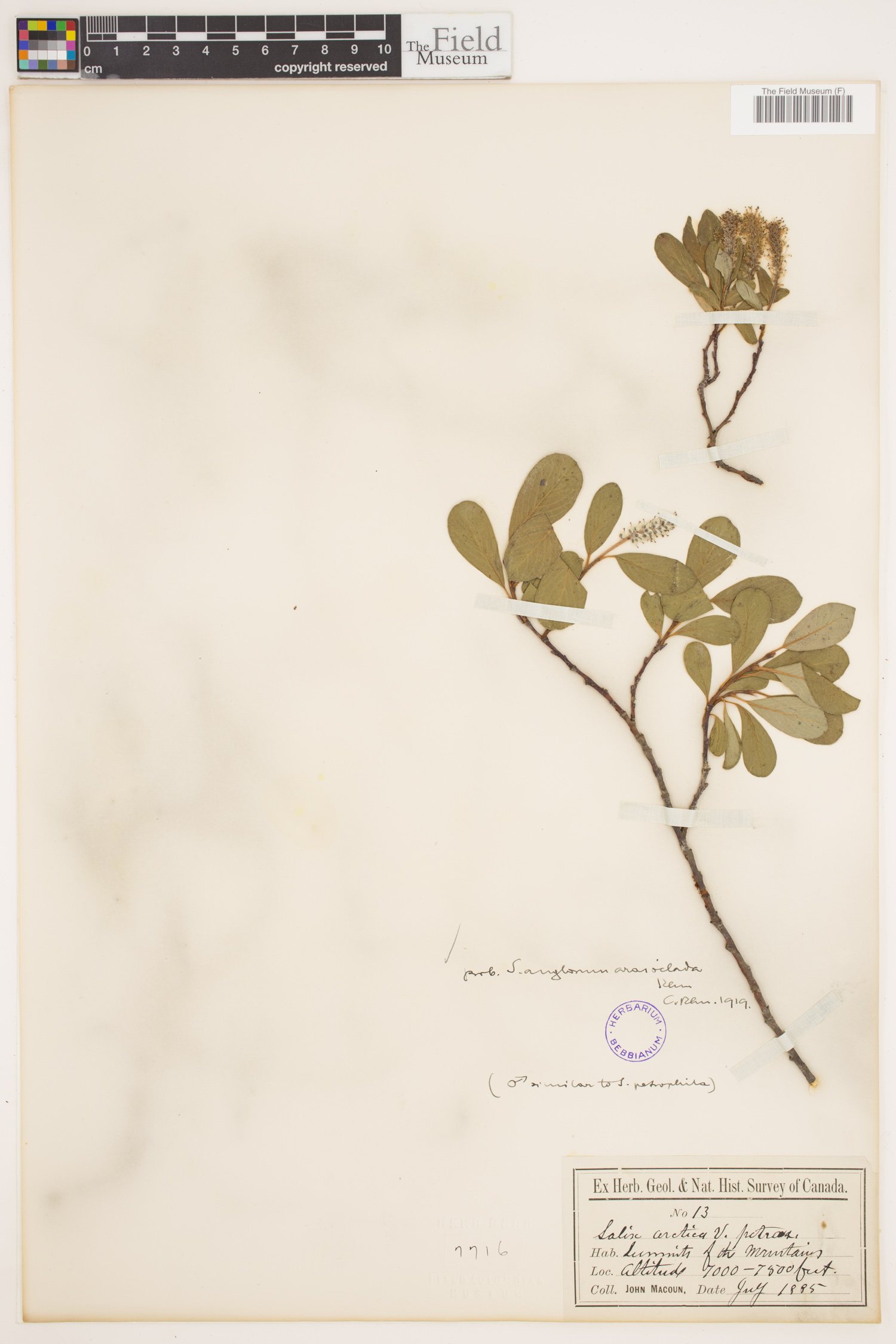 Salix anglorum image
