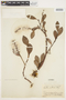 Salix arctica image