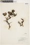 Salix arctica image