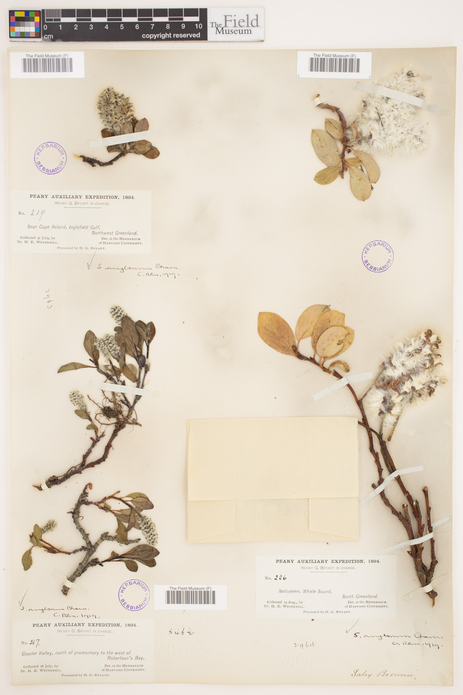 Salix anglorum image