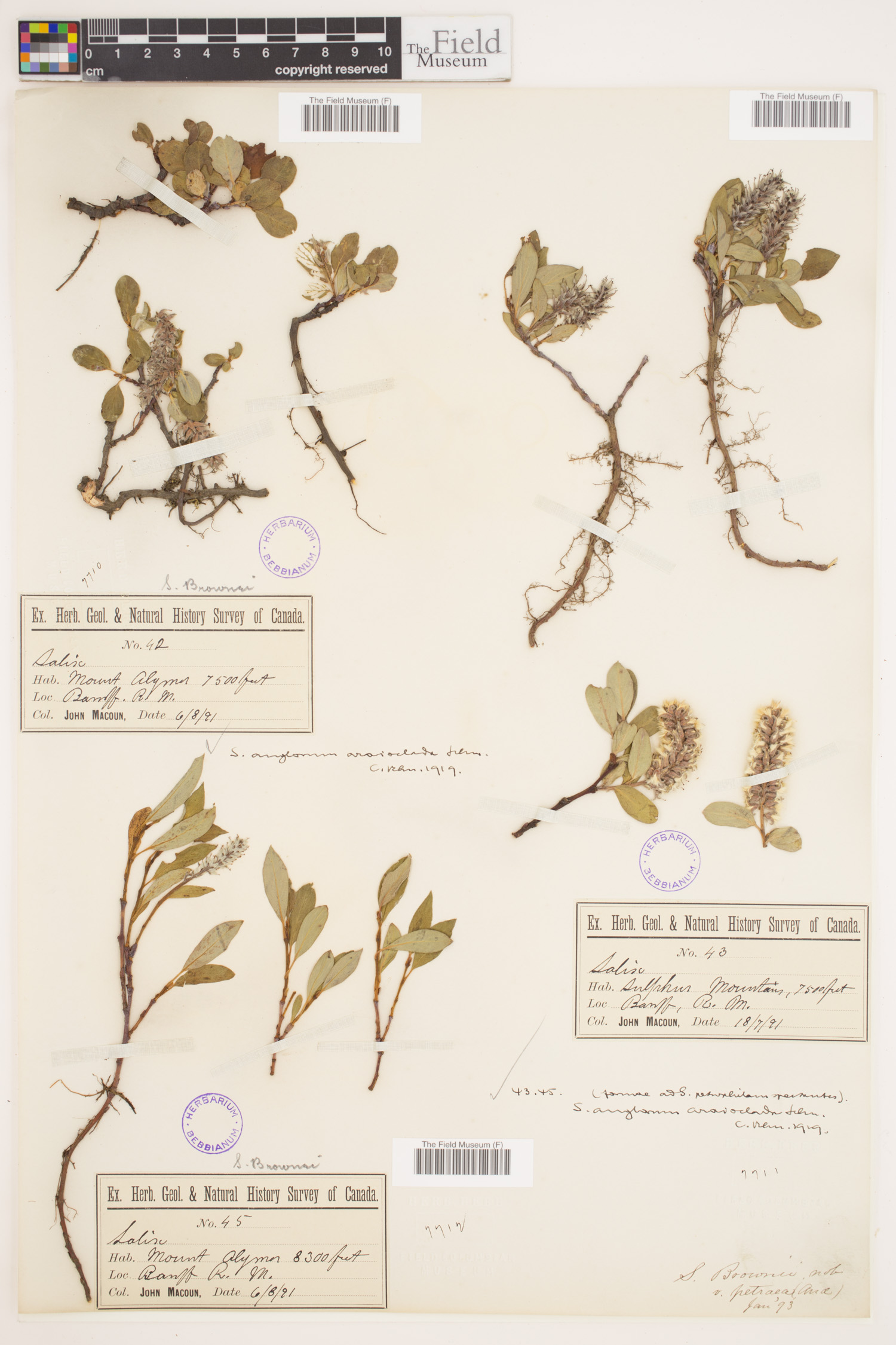 Salix anglorum image