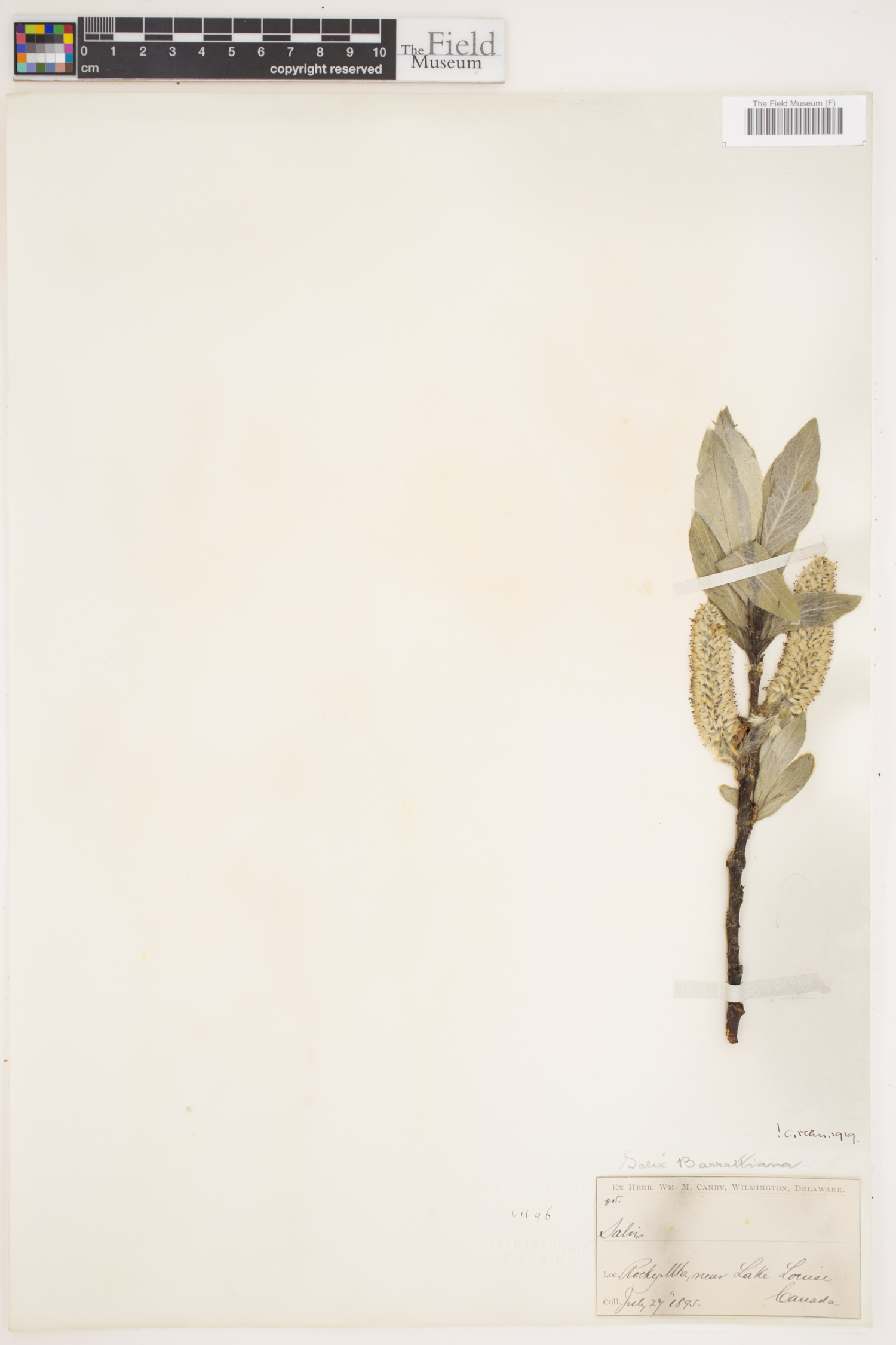 Salix barrattiana image