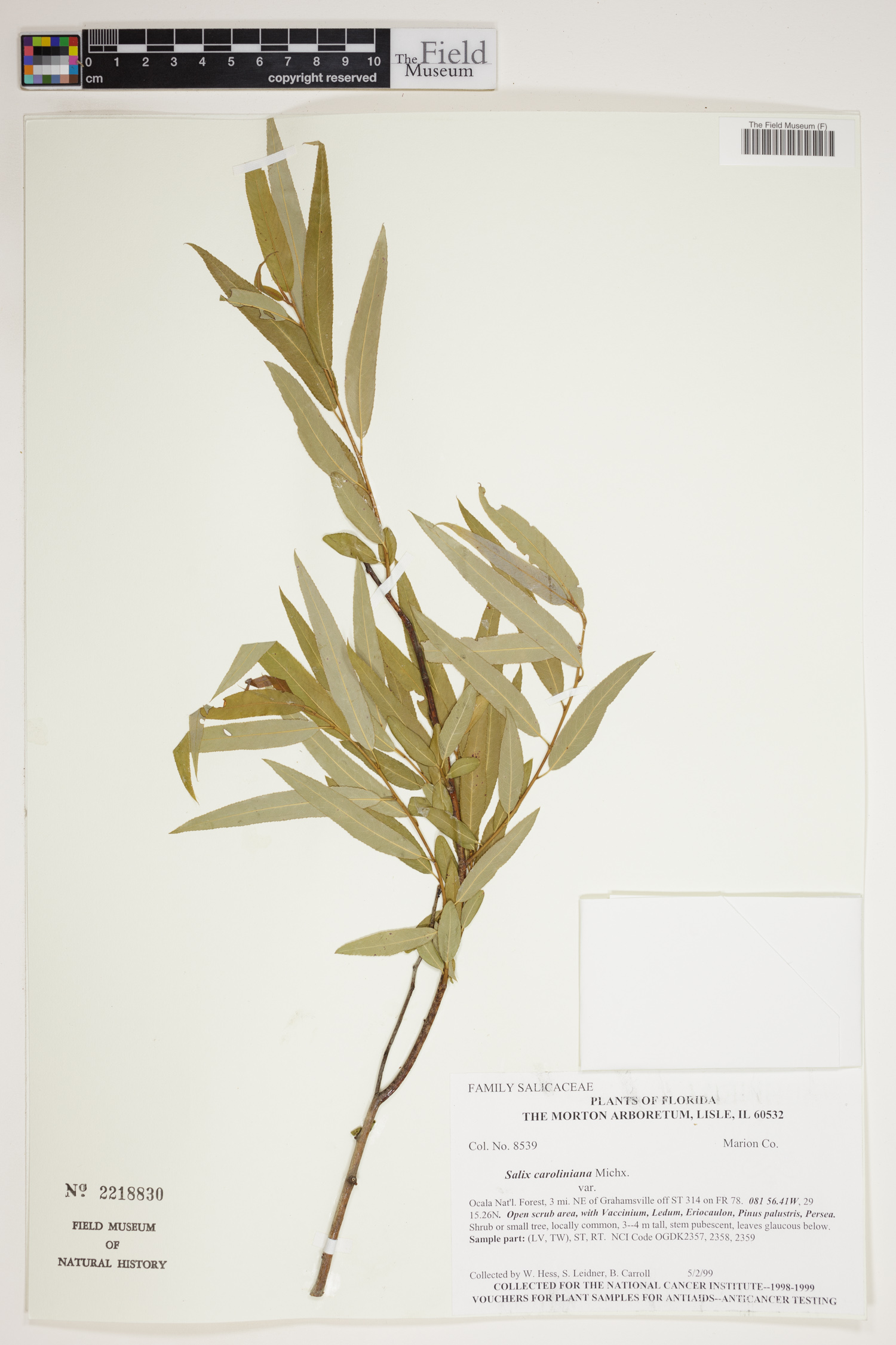 Salix caroliniana image