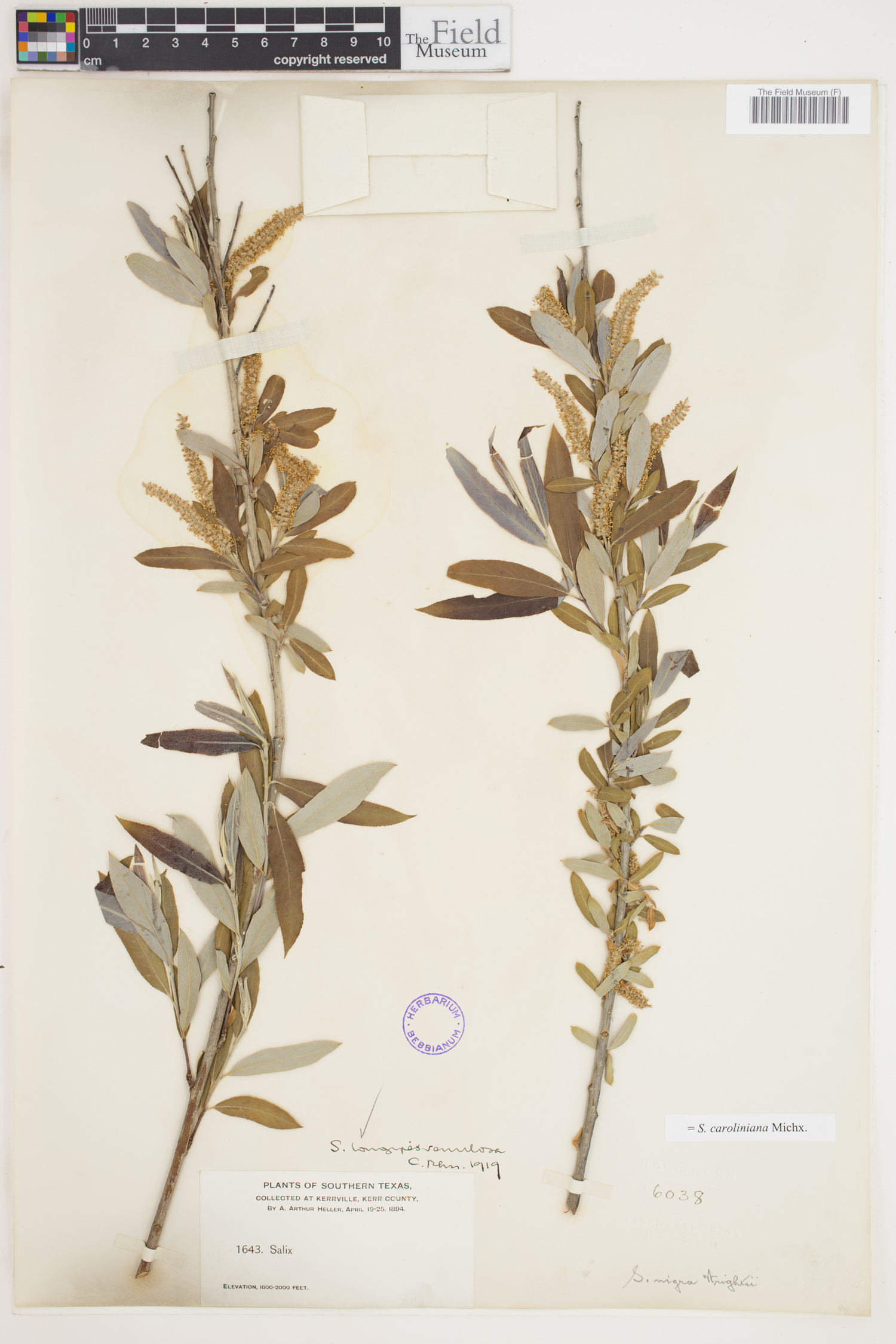 Salix caroliniana image