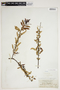 Salix caroliniana image