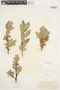 Salix commutata image