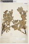 Salix commutata image