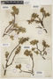 Salix glauca var. cordifolia image