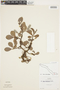 Salix arctica image
