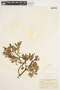 Salix glauca var. cordifolia image