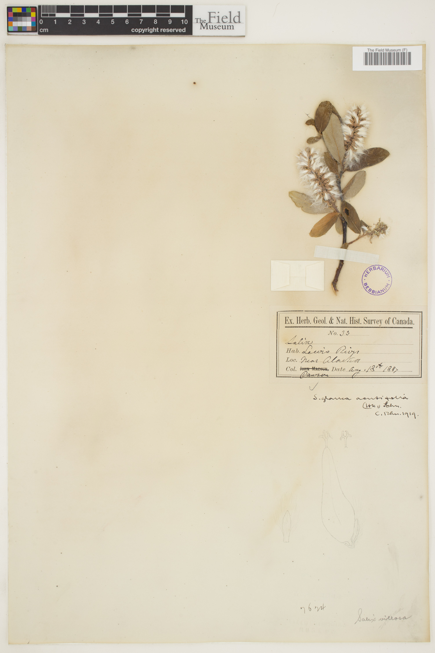 Salix glauca var. acutifolia image