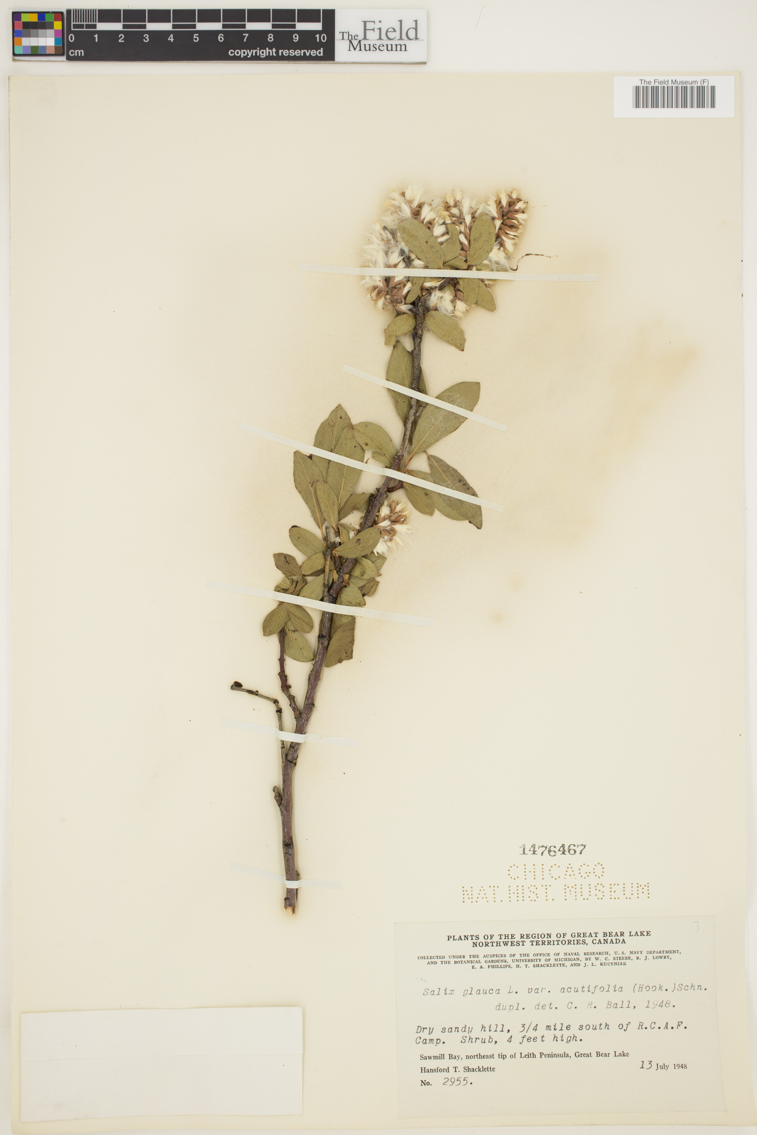 Salix glauca var. acutifolia image