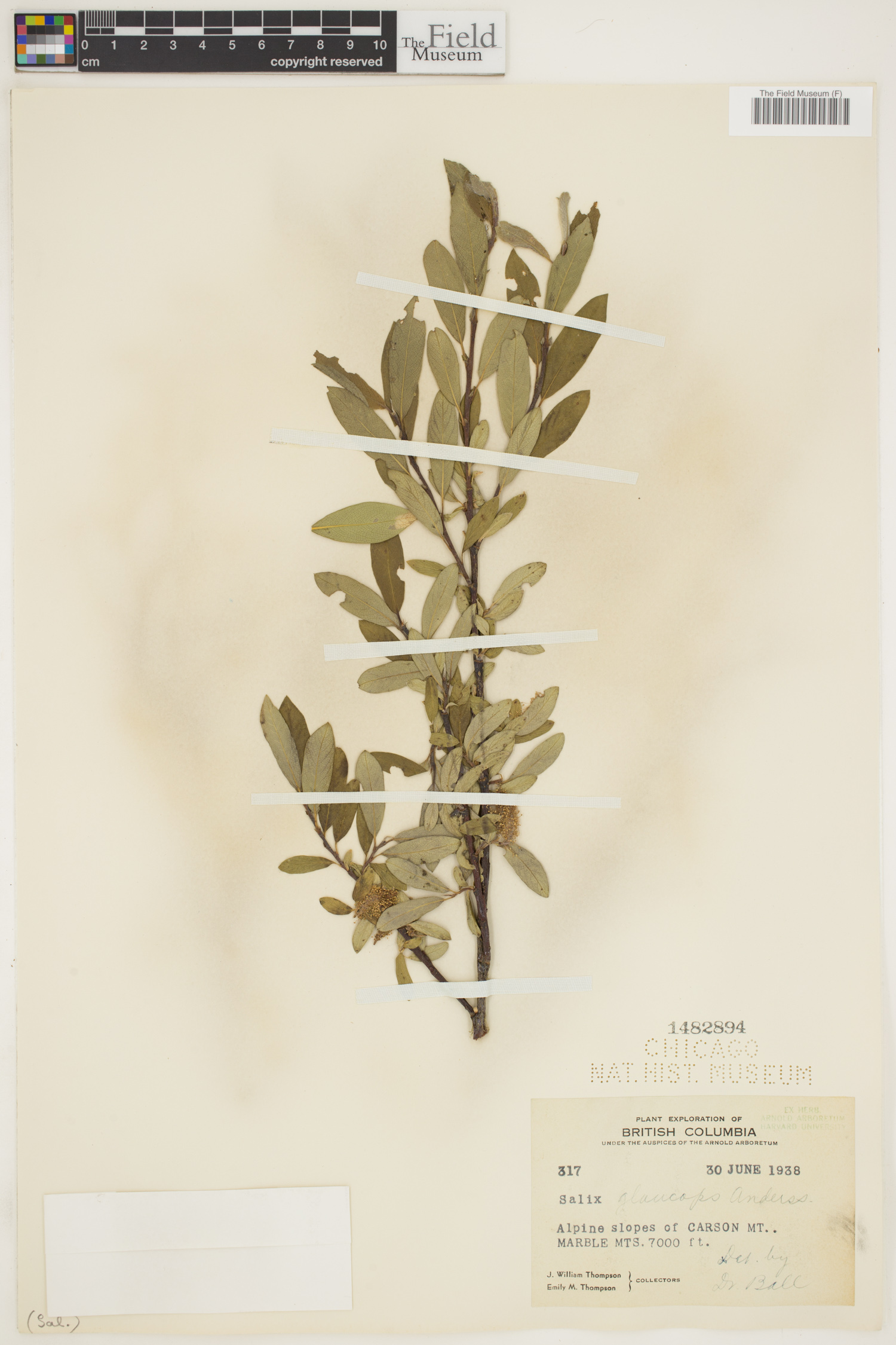 Salix glaucops image