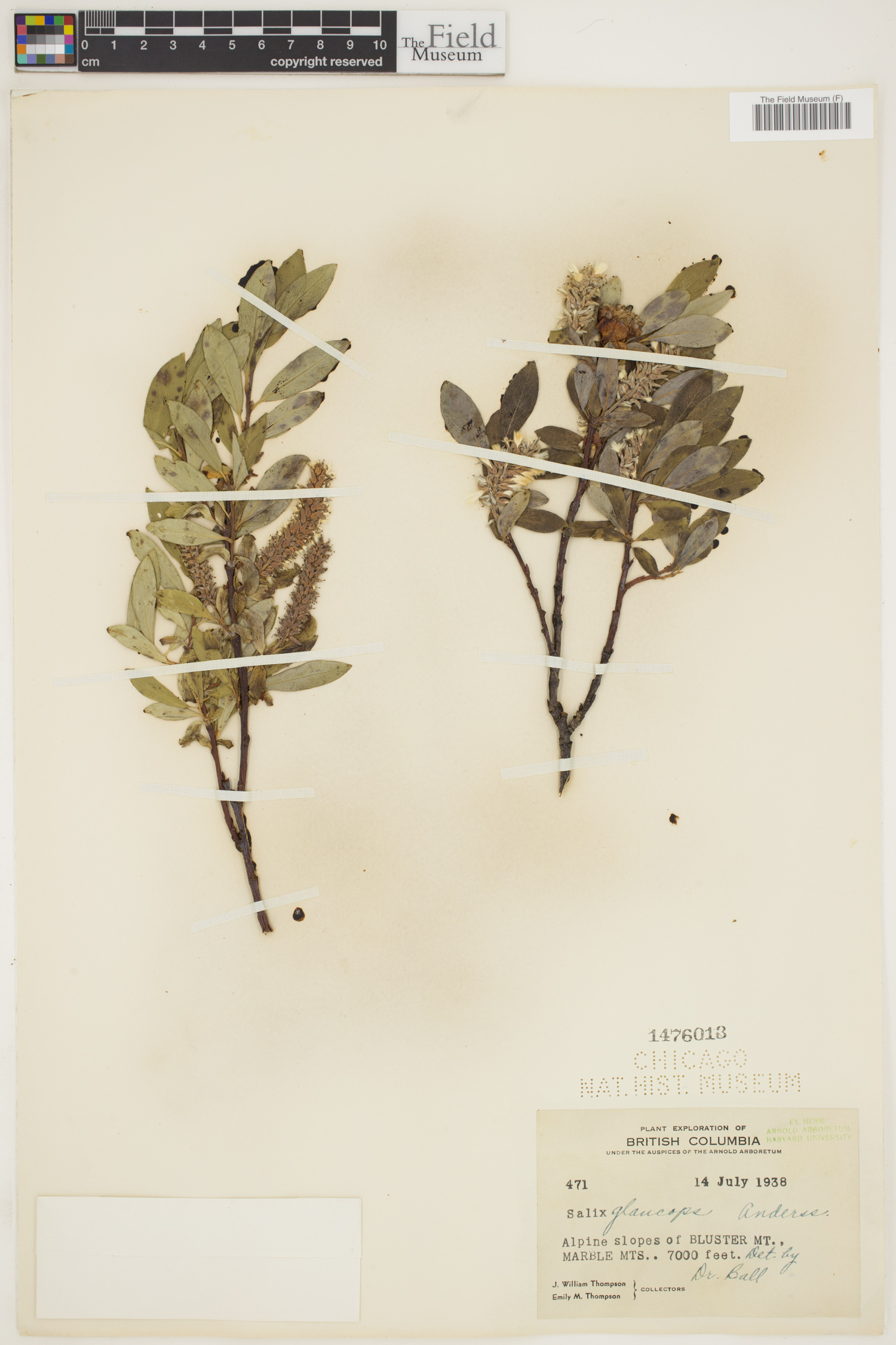 Salix glaucops image