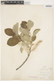 Salix hookeriana image