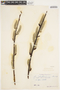Salix hookeriana image