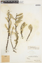 Salix hookeriana image
