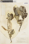 Salix hookeriana image