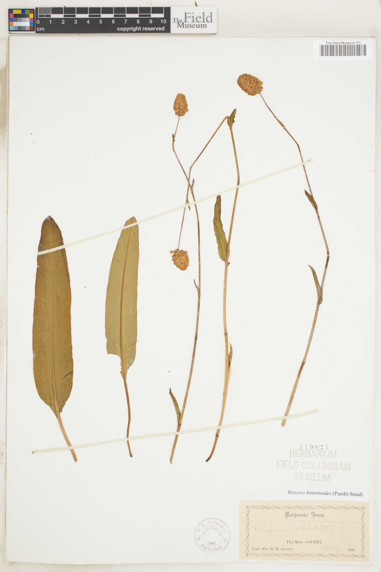 Polygonum bistorta image
