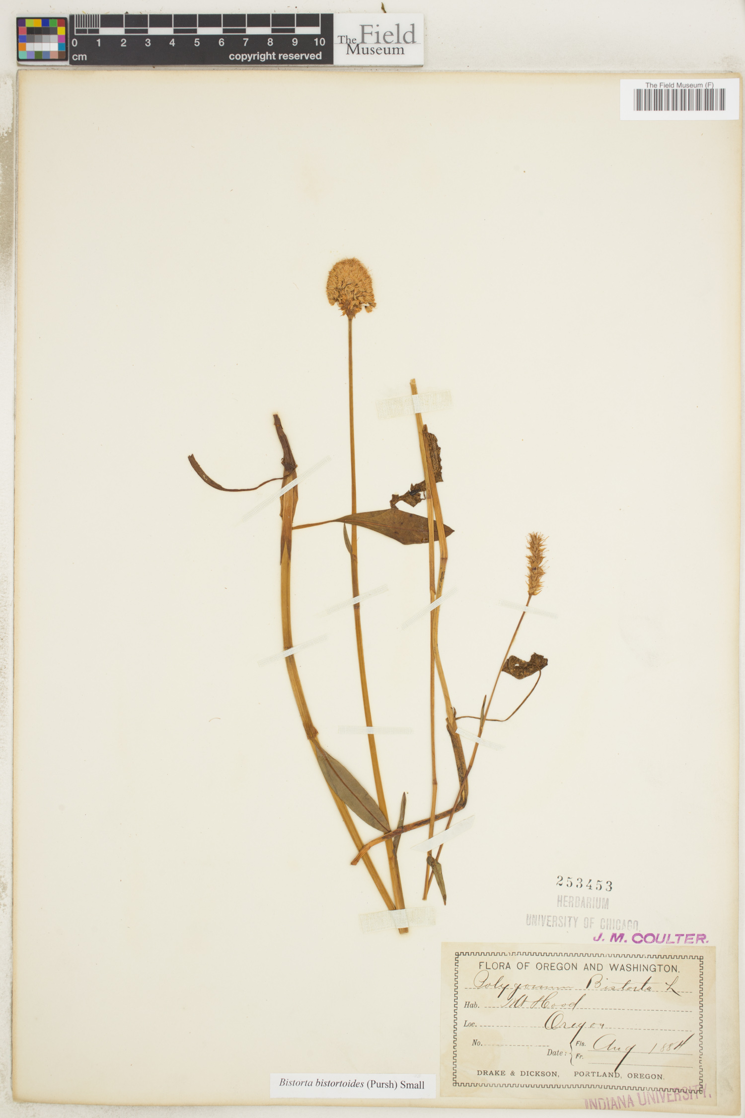 Polygonum bistorta image