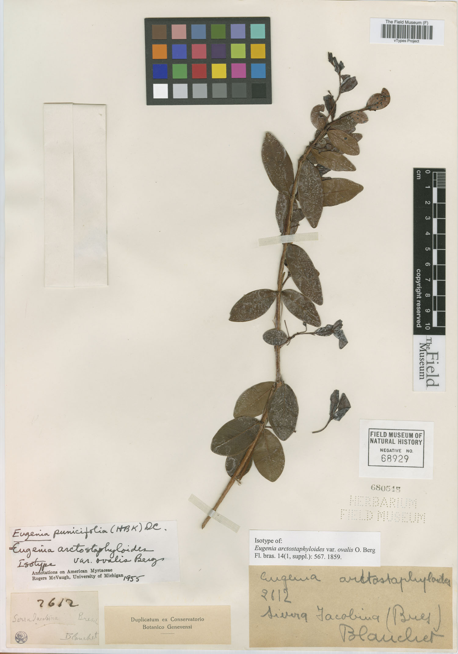 Eugenia arctostaphyloides var. ovalis image