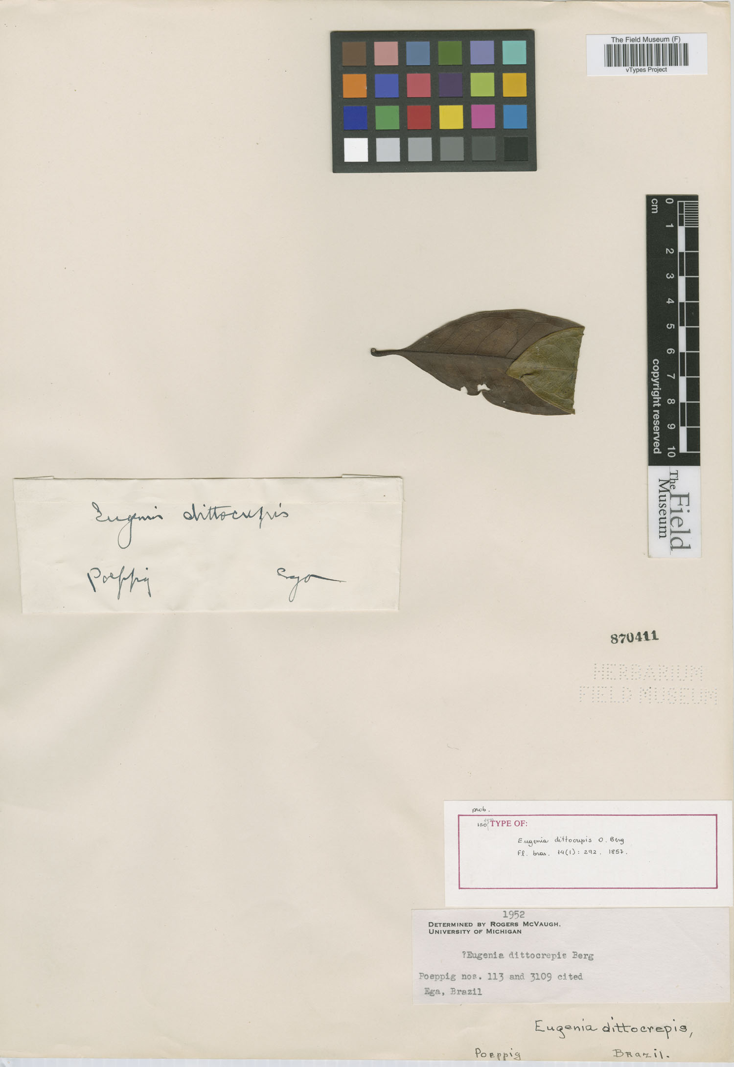 Eugenia dittocrepis image