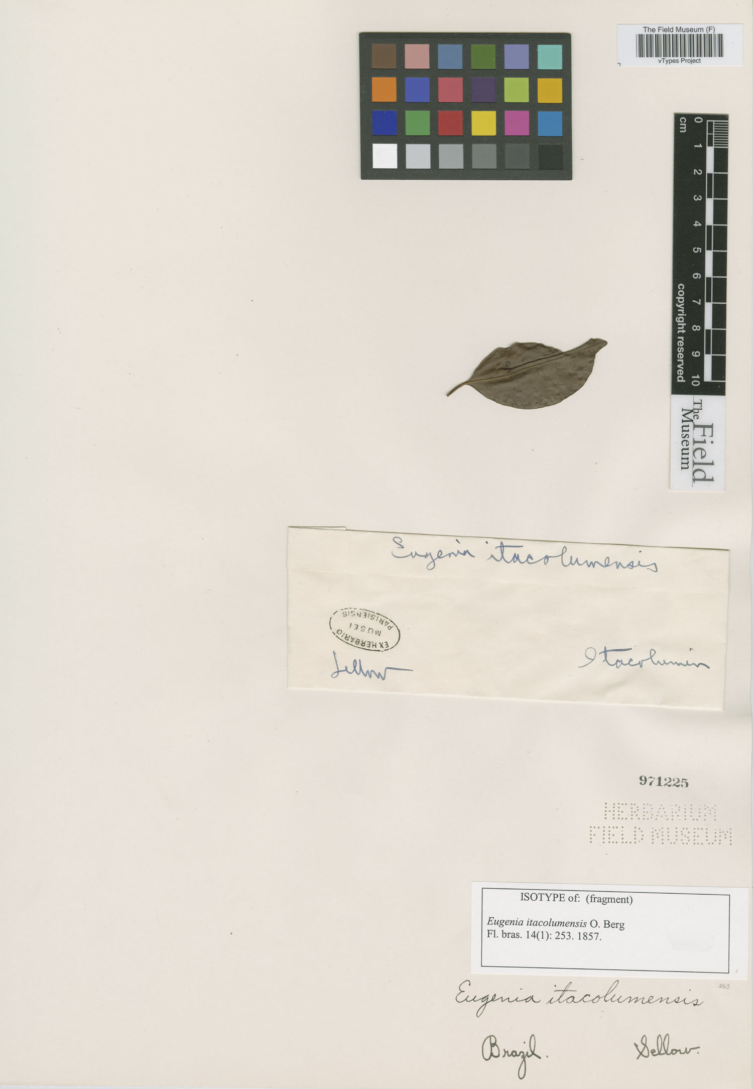 Eugenia itacolumensis image