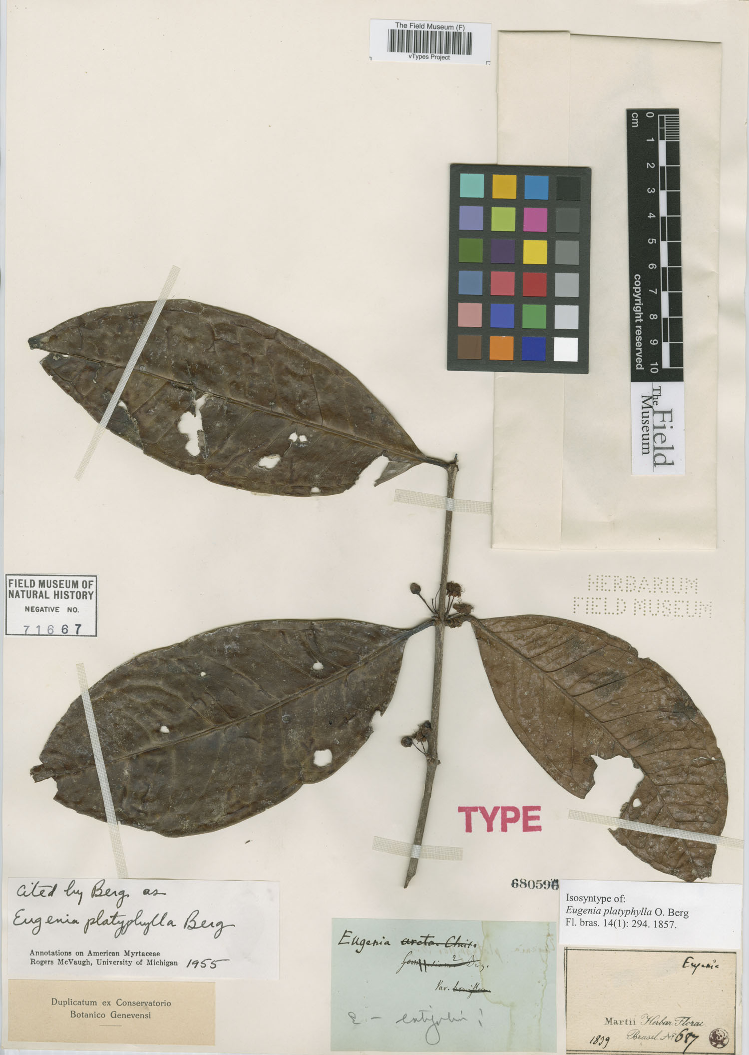 Eugenia platyphylla image