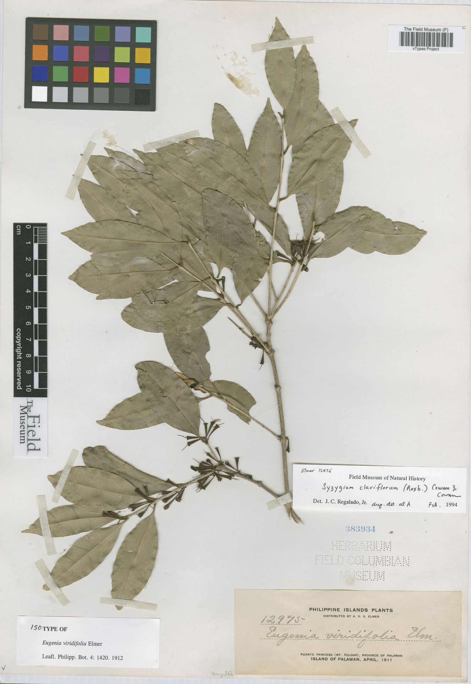 Syzygium claviflorum image