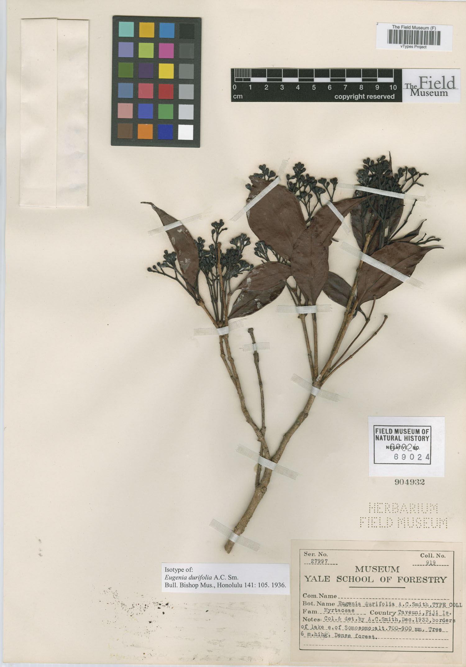 Eugenia durifolia image