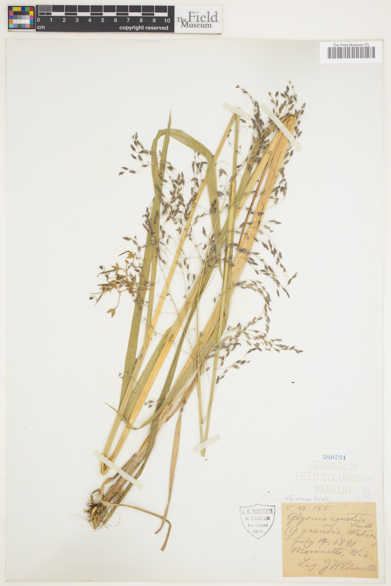 Glyceria maxima image