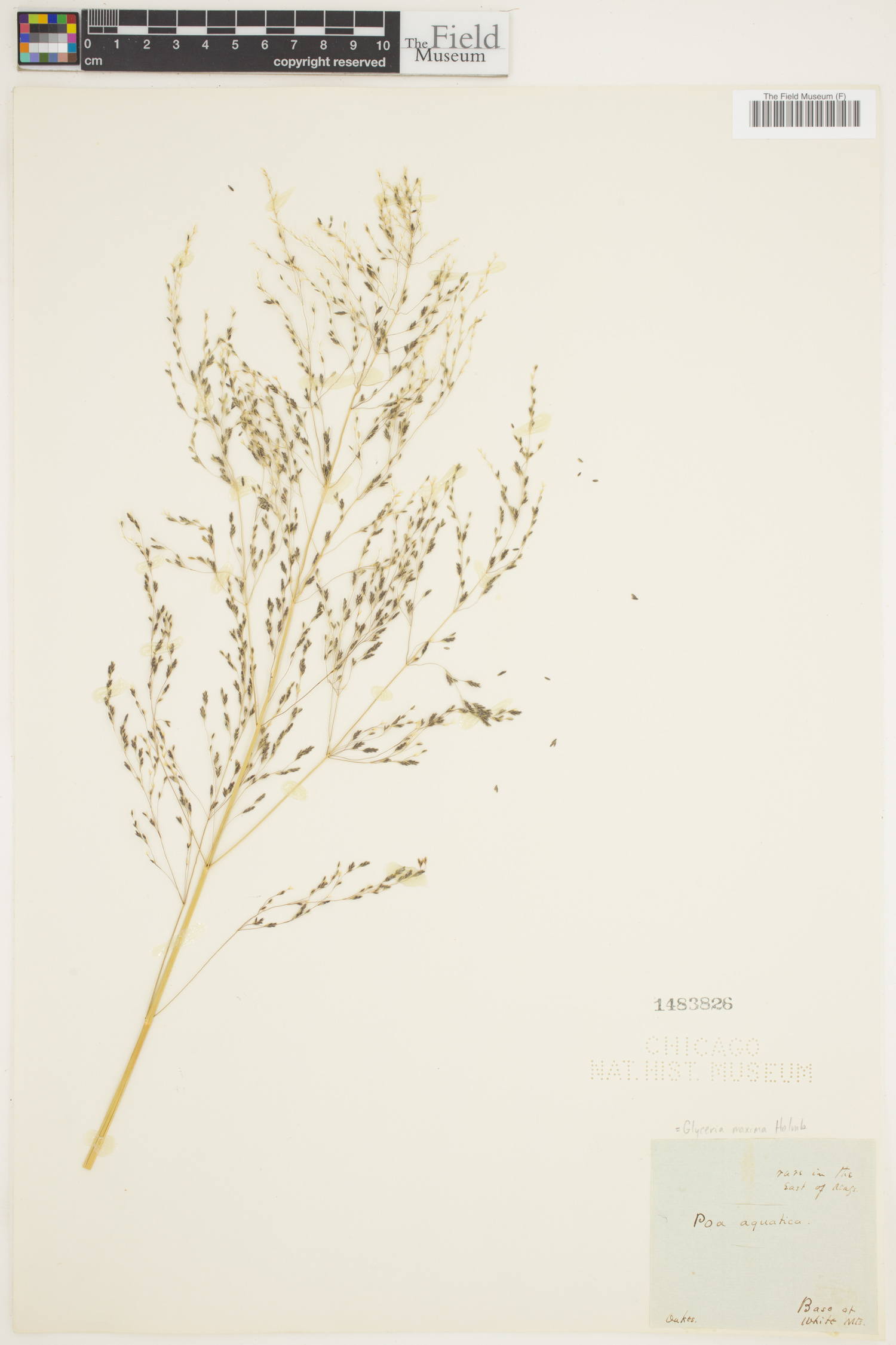 Glyceria maxima image