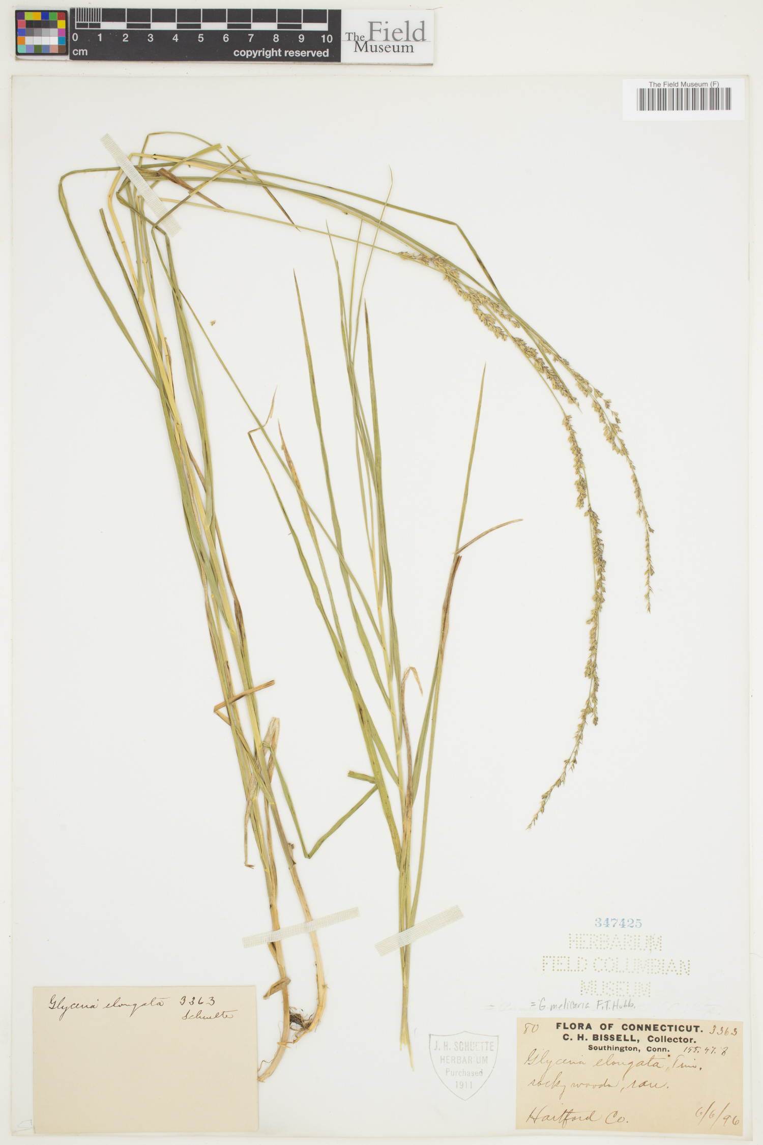 Glyceria melicaria image