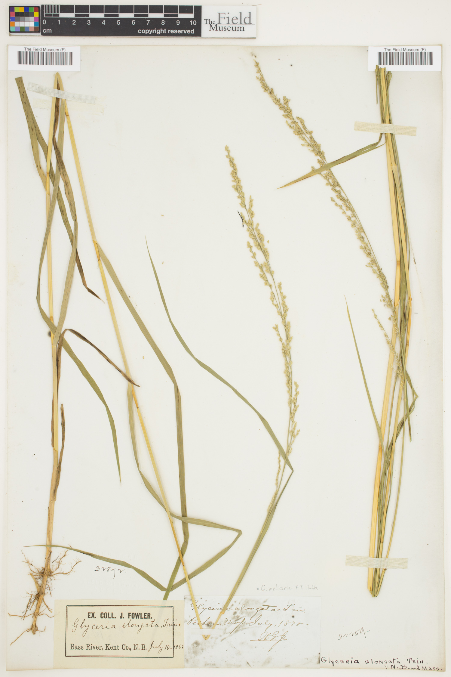 Glyceria melicaria image