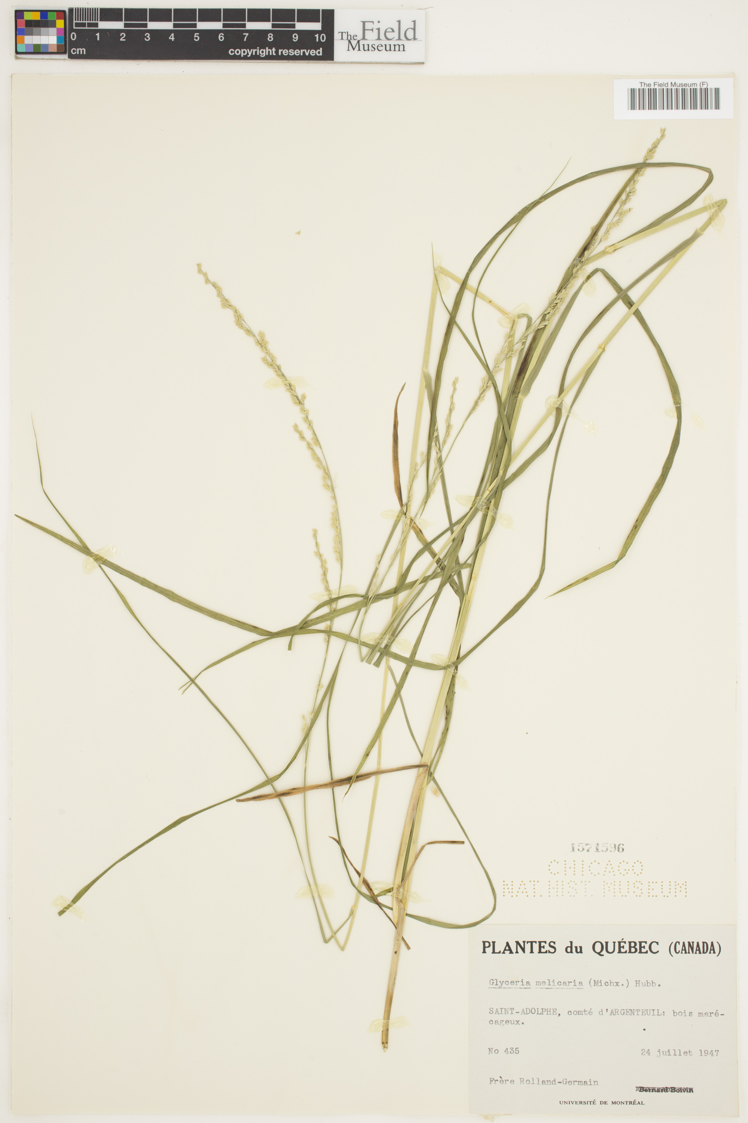 Glyceria melicaria image