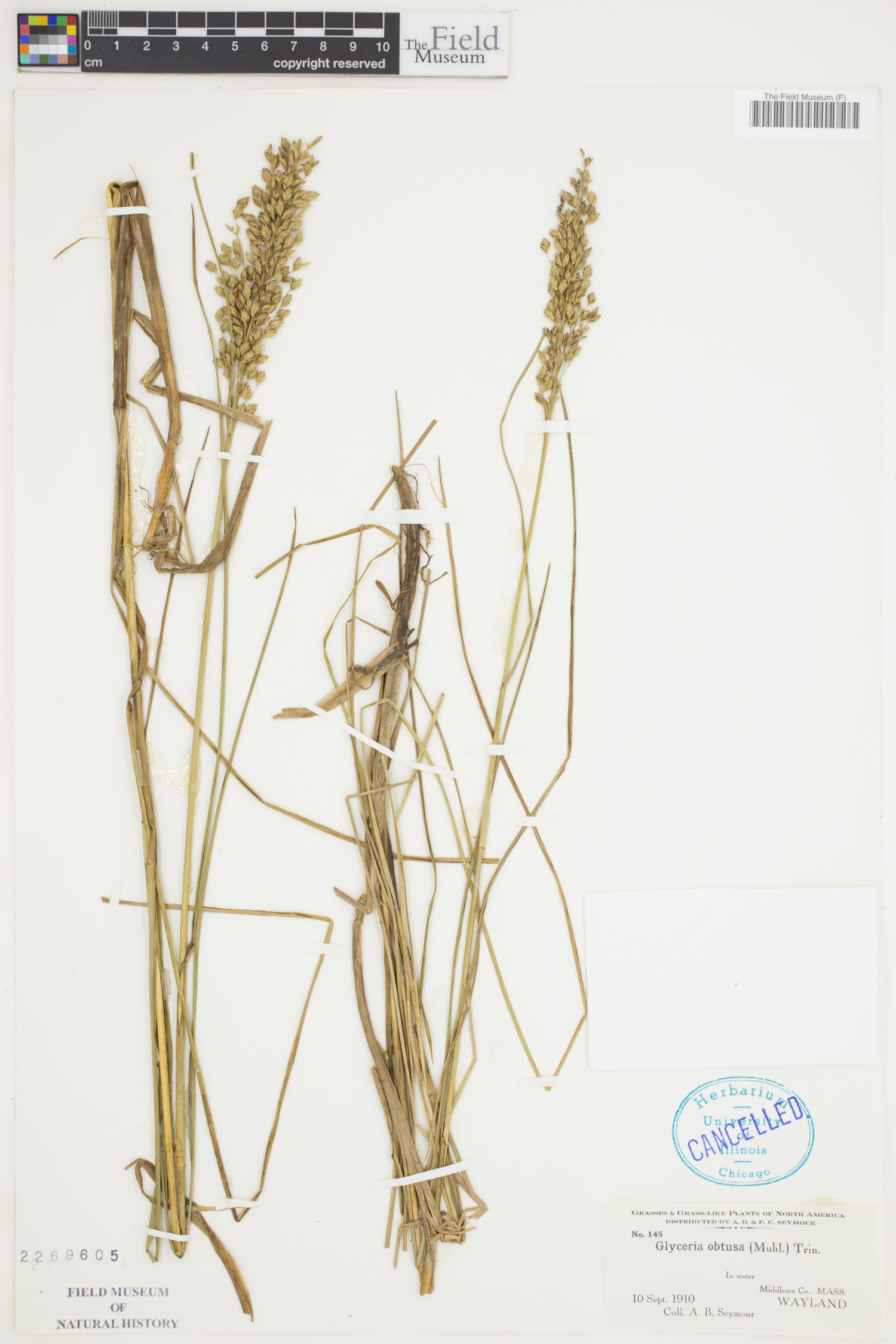 Glyceria obtusa image