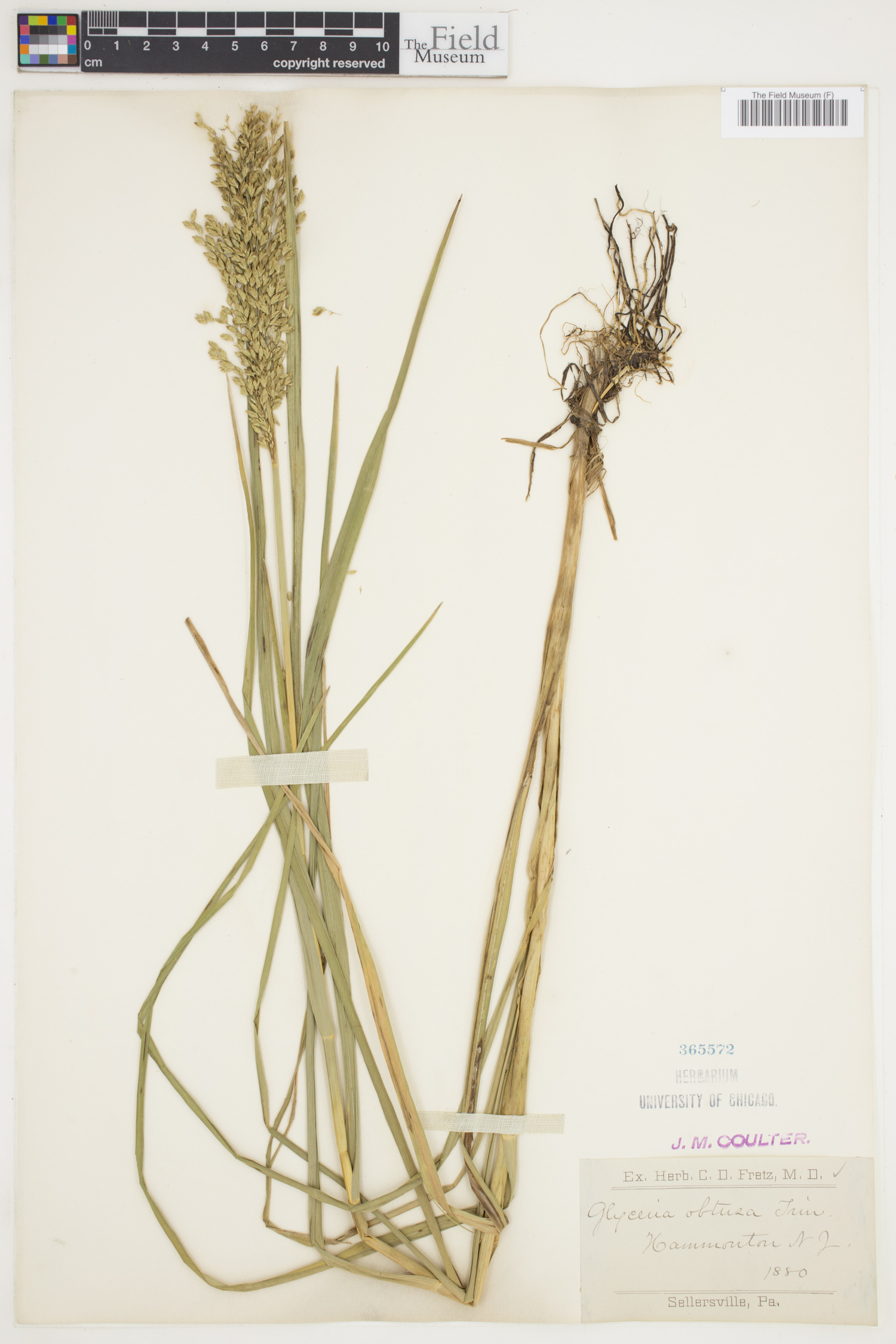 Glyceria obtusa image