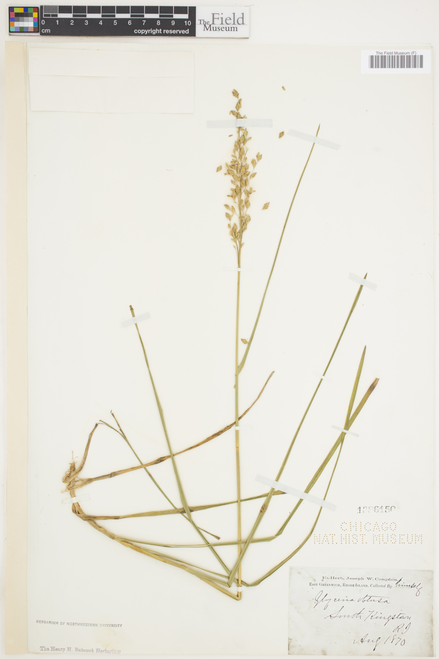 Glyceria obtusa image