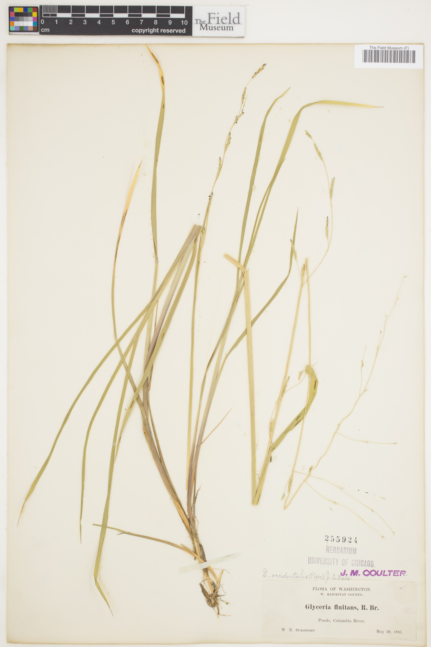 Glyceria occidentalis image