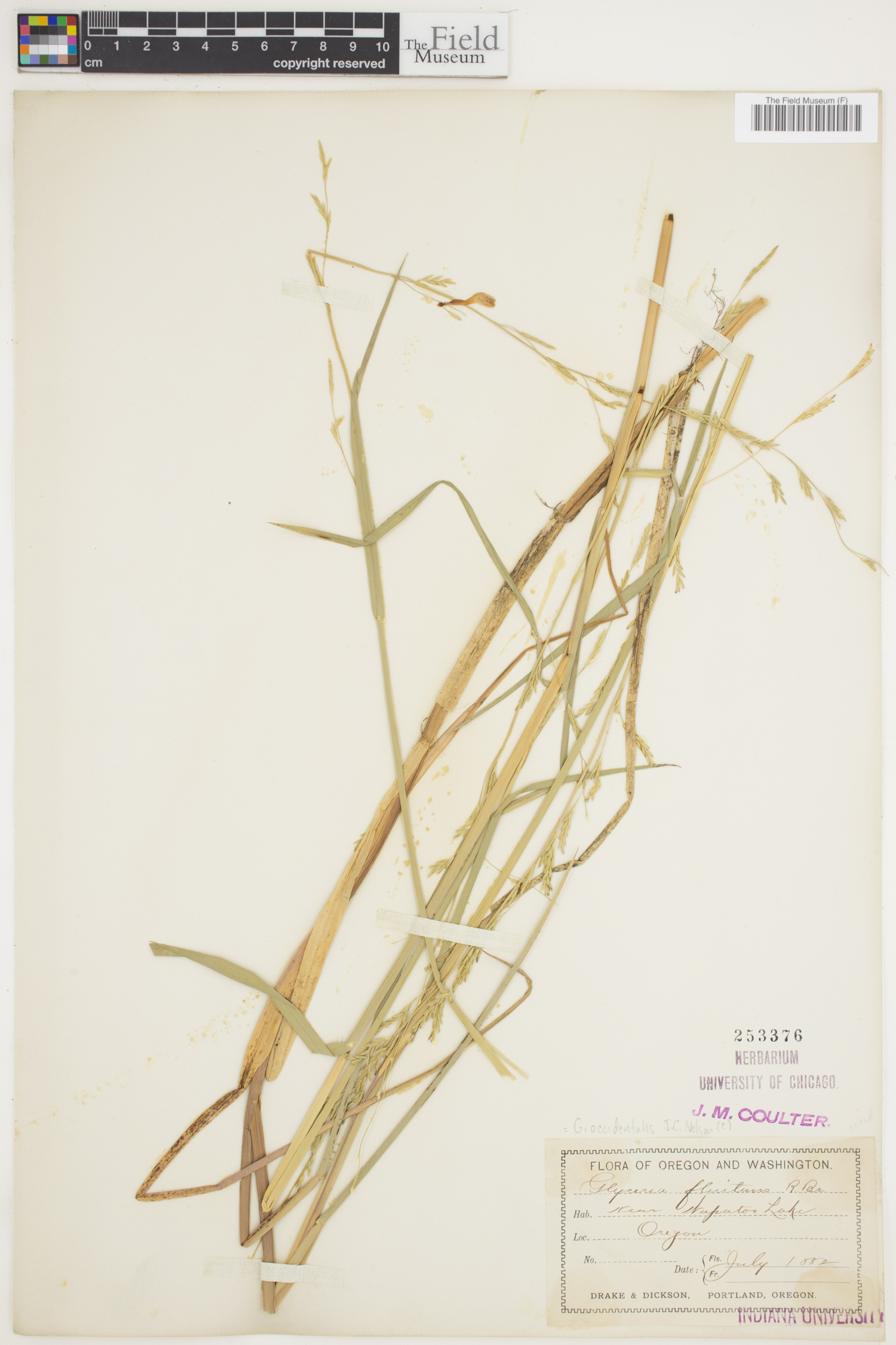 Glyceria occidentalis image