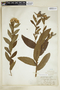 Pluchea foetida image